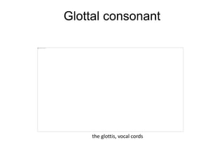 Glottal consonant
the glottis, vocal cords
 