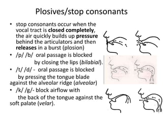 Plosives/stop consonants
• stop consonants occur when the
vocal tract is closed completely,
the air quickly builds up pressure
behind the articulators and then
releases in a burst (plosion)
• /p/ /b/ oral passage is blocked
by closing the lips (bilabial).
• /t/ /d/ - oral passage is blocked
by pressing the tongue blade
against the alveolar ridge (alveolar)
• /k/ /g/- block airflow with
the back of the tongue against the
soft palate (velar).
 