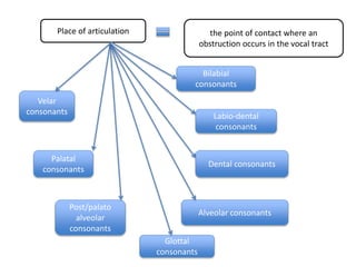 Place of articulation the point of contact where an
obstruction occurs in the vocal tract
Bilabial
consonants
Labio-dental
consonants
Dental consonants
Alveolar consonants
Post/palato
alveolar
consonants
Palatal
consonants
Velar
consonants
Glottal
consonants
 