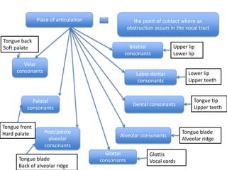 Place of articulation the point of contact where an
obstruction occurs in the vocal tract
Bilabial
consonants
Labio-dental
consonants
Dental consonants
Alveolar consonants
Post/palato
alveolar
consonants
Palatal
consonants
Velar
consonants
Glottal
consonants
Upper lip
Lower lip
Lower lip
Upper teeth
Tongue tip
Upper teeth
Tongue blade
Alveolar ridge
Glottis
Vocal cordsTongue blade
Back of alveolar ridge
Tongue front
Hard palate
Tongue back
Soft palate
 