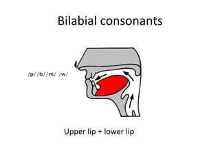 Bilabial consonants
Upper lip + lower lip
/p//b//m/ /w/
 