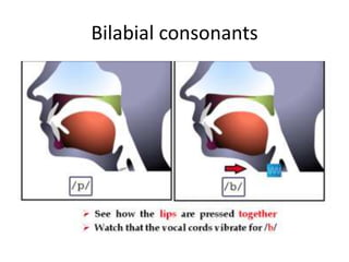 Bilabial consonants
 