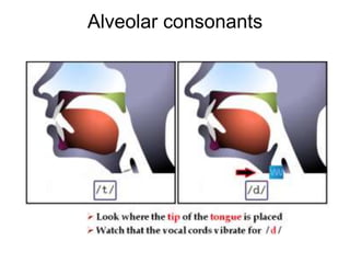 Alveolar consonants
 