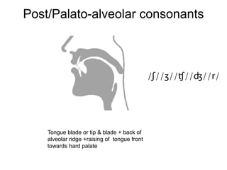 Post/Palato-alveolar consonants
Tongue blade or tip & blade + back of
alveolar ridge +raising of tongue front
towards hard palate
/ʃ//ʒ//ʧ//ʤ//r/
 