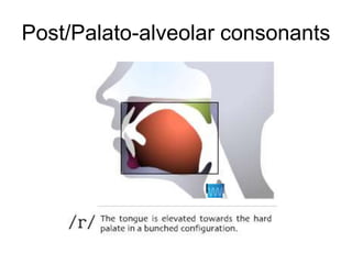 Post/Palato-alveolar consonants
 