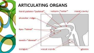 ARTICULATING ORGANS