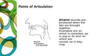 Points of Articulation
