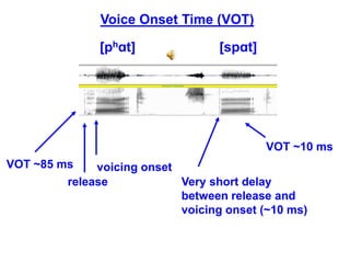 Vot Spectrogram consonants.ppt