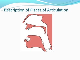 Description of Places of Articulation
 