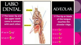 Consonants, Place and Manner of Articulation.pptx