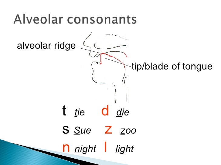 Voiced Alveolar Consonants List – QIWO