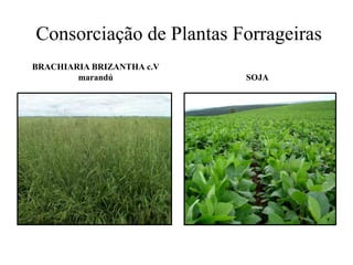 Consorciação de Plantas Forrageiras
BRACHIARIA BRIZANTHA c.V
marandú SOJA
 