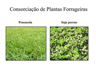 Consorciação de Plantas Forrageiras
Pensacola Soja perene
 