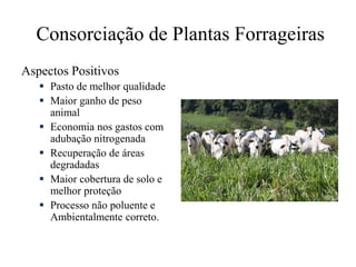 Consorciação de Plantas Forrageiras
Aspectos Positivos
 Pasto de melhor qualidade
 Maior ganho de peso
animal
 Economia nos gastos com
adubação nitrogenada
 Recuperação de áreas
degradadas
 Maior cobertura de solo e
melhor proteção
 Processo não poluente e
Ambientalmente correto.
 