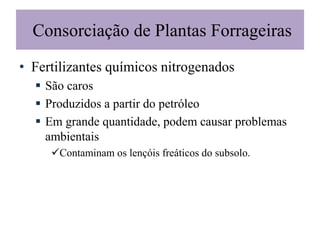 Consorciação de Plantas Forrageiras
• Fertilizantes químicos nitrogenados
 São caros
 Produzidos a partir do petróleo
 Em grande quantidade, podem causar problemas
ambientais
Contaminam os lençóis freáticos do subsolo.
 