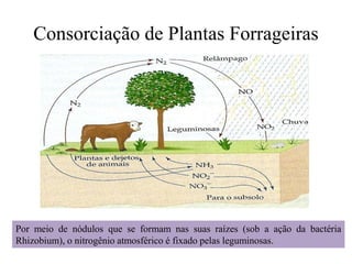 Consorciação de Plantas Forrageiras
Por meio de nódulos que se formam nas suas raízes (sob a ação da bactéria
Rhizobium), o nitrogênio atmosférico é fixado pelas leguminosas.
 