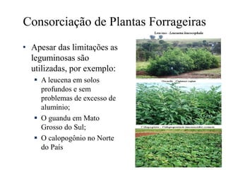 Consorciação de Plantas Forrageiras
• Apesar das limitações as
leguminosas são
utilizadas, por exemplo:
 A leucena em solos
profundos e sem
problemas de excesso de
alumínio;
 O guandu em Mato
Grosso do Sul;
 O calopogônio no Norte
do País
 