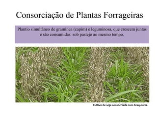 Consorciação de Plantas Forrageiras
Plantio simultâneo de gramínea (capim) e leguminosa, que crescem juntas
e são consumidas sob pastejo ao mesmo tempo.
Cultivo de soja consorciada com braquiária.
 