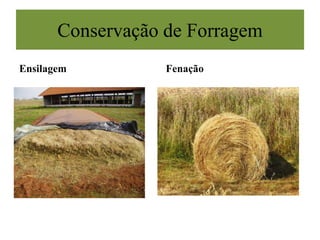 Conservação de Forragem
Ensilagem Fenação
 