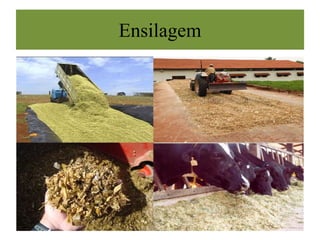 Ensilagem
 