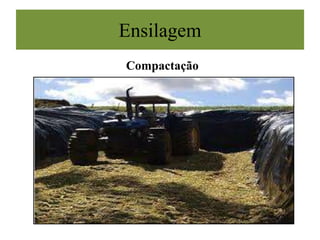 Ensilagem
Compactação
 