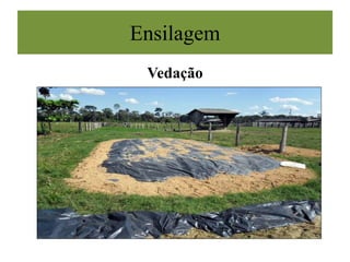 Ensilagem
Vedação
 