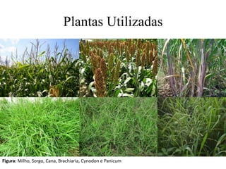 Plantas Utilizadas
Figura: Milho, Sorgo, Cana, Brachiaria, Cynodon e Panicum
 