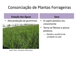 Consorciação de Plantas Forrageiras
Estação das Águas
• Alta produção de gramíneas
Seca
• O capim paralisa seu
crescimento
• Torna-se fibroso e pouco
proteico.
– Devido a ausência de
umidade no solo
Capim Tifton - (Cynodon nlemfuensis)
 