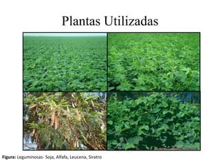 Plantas Utilizadas
Figura: Leguminosas- Soja, Alfafa, Leucena, Siratro
 