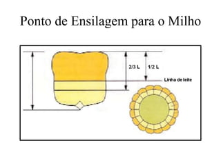 Ponto de Ensilagem para o Milho
 