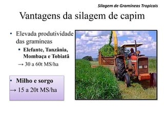 Vantagens da silagem de capim
• Elevada produtividade
das gramíneas
 Elefante, Tanzânia,
Mombaça e Tobiatã
→ 30 a 60t MS/ha
• Milho e sorgo
→ 15 a 20t MS/ha
Silagem de Gramíneas Tropicais
 