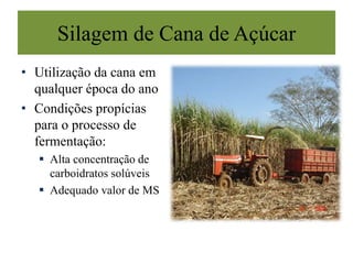 Silagem de Cana de Açúcar
• Utilização da cana em
qualquer época do ano
• Condições propícias
para o processo de
fermentação:
 Alta concentração de
carboidratos solúveis
 Adequado valor de MS
 