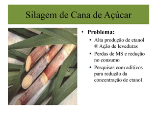 Silagem de Cana de Açúcar
• Problema:
 Alta produção de etanol
® Ação de leveduras
 Perdas de MS e redução
no consumo
 Pesquisas com aditivos
para redução da
concentração de etanol
 