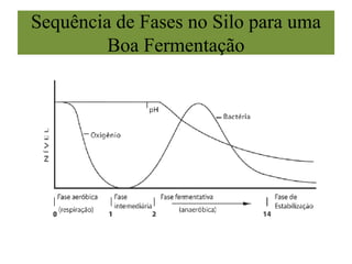 Sequência de Fases no Silo para uma
Boa Fermentação
 