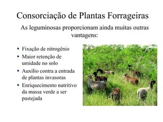Consorciação de Plantas Forrageiras
 Fixação de nitrogênio
 Maior retenção de
umidade no solo
 Auxílio contra a entrada
de plantas invasoras
 Enriquecimento nutritivo
da massa verde a ser
pastejada
As leguminosas proporcionam ainda muitas outras
vantagens:
 