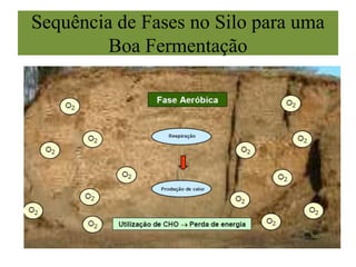 Sequência de Fases no Silo para uma
Boa Fermentação
 