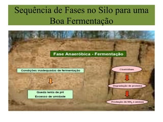 Sequência de Fases no Silo para uma
Boa Fermentação
 