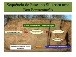 Sequência de Fases no Silo para uma
Boa Fermentação
 