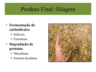Produto Final :Silagem
• Fermentação de
carboidratos
 Solúveis
 Estruturais
• Degradação de
proteína
 Microbiana
 Enzimas da planta
 
