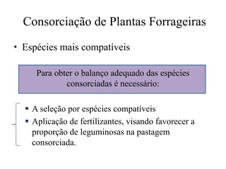 Consorciação de Plantas Forrageiras
• Espécies mais compatíveis
Para obter o balanço adequado das espécies
consorciadas é necessário:
 A seleção por espécies compatíveis
 Aplicação de fertilizantes, visando favorecer a
proporção de leguminosas na pastagem
consorciada.
 
