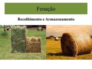 Fenação
Recolhimento e Armazenamento
 