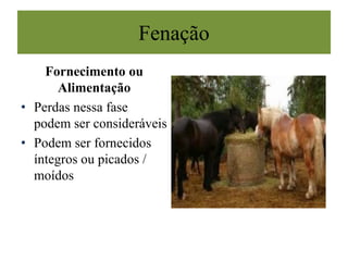 Fenação
Fornecimento ou
Alimentação
• Perdas nessa fase
podem ser consideráveis
• Podem ser fornecidos
íntegros ou picados /
moídos
 