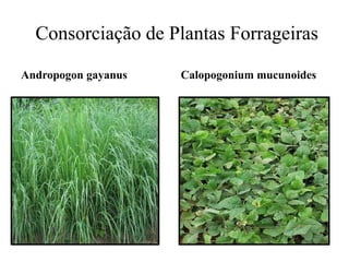 Consorciação de Plantas Forrageiras
Andropogon gayanus Calopogonium mucunoides
 