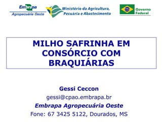 Apresent
MILHO SAFRINHA EM
CONSÓRCIO COM
BRAQUIÁRIAS
Gessi Ceccon
gessi@cpao.embrapa.br
Embrapa Agropecuária Oeste
Fone: 67 3425 5122, Dourados, MS
 