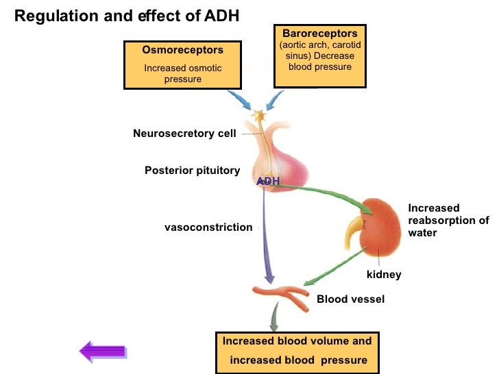 what is the effect of adh what is the effect of adh
