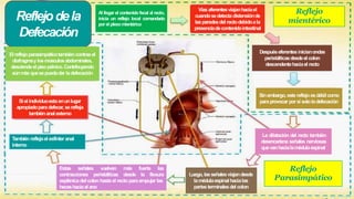 Reflejodela
Defecación
Al llegar el contenido fecal al recto,
inicia un reflejo local comandado
por el plexomientérico
Víasaferentesviajanhaciael
cuandosedetectadistensiónde
lasparedesdel rectodebidoala
presenciadecontenidointestinal
Despuéseferentesinicianondas
peristálticasdesdeel colon
descendentehaciael recto
Sinembargo, estereflejoesdébil como
paraprovocar porsí sololadefecación
La dilatación del recto también
desencadena señales nerviosas
quevanhacialamédulaespinal
Luego, lasseñalesviajandesde
lamédulaespinal hacialas
partesterminalesdel colon
Estas señales vuelven más fuerte las
contracciones peristálticas desde la flexura
esplénicadel colon hastael rectoparaempujar las
heceshaciael ano
También reflejael esfínter anal
interno
Siel individuoestaenunlugar
apropiadoparadefecar, serefleja
tambiénanal externo
Elreflejoparasimpáticotambiéncontraeal
diafragmaylosmúsculosabdominales,
desciendeelpisopélvico.Contribuyendo
aúnmásquesepuedadar ladefecación
Reflejo
mientérico
Reflejo
Parasimpático
 