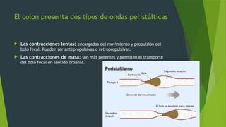 El colon presenta dos tipos de ondas peristálticas
 Las contracciones lentas: encargadas del movimiento y propulsión del
bolo fecal. Pueden ser antepropulsivas o retropropulsivas.
 Las contracciones de masa: son más potentes y permiten el transporte
del bolo fecal en sentido oroanal.
 