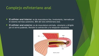 Complejo esfinteriano anal
 El esfínter anal interno: es de musculatura lisa, involuntario, inervado por
el sistema nervioso autónomo. 80% del tono esfinteriano anal.
 El esfínter anal externo: es de musculatura estriada, voluntario y dirigido
por el nervio pudendo. Permite la contracción y la relajación voluntaria.
 