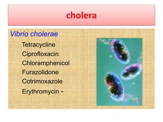 cholera
Vibrio cholerae
Tetracycline
Ciprofloxacin
Chloramphenicol
Furazolidone
Cotrimoxazole
Erythromycin -
 