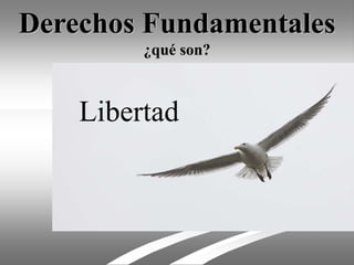 Derechos Fundamentales
¿qué son?
Libertad
 